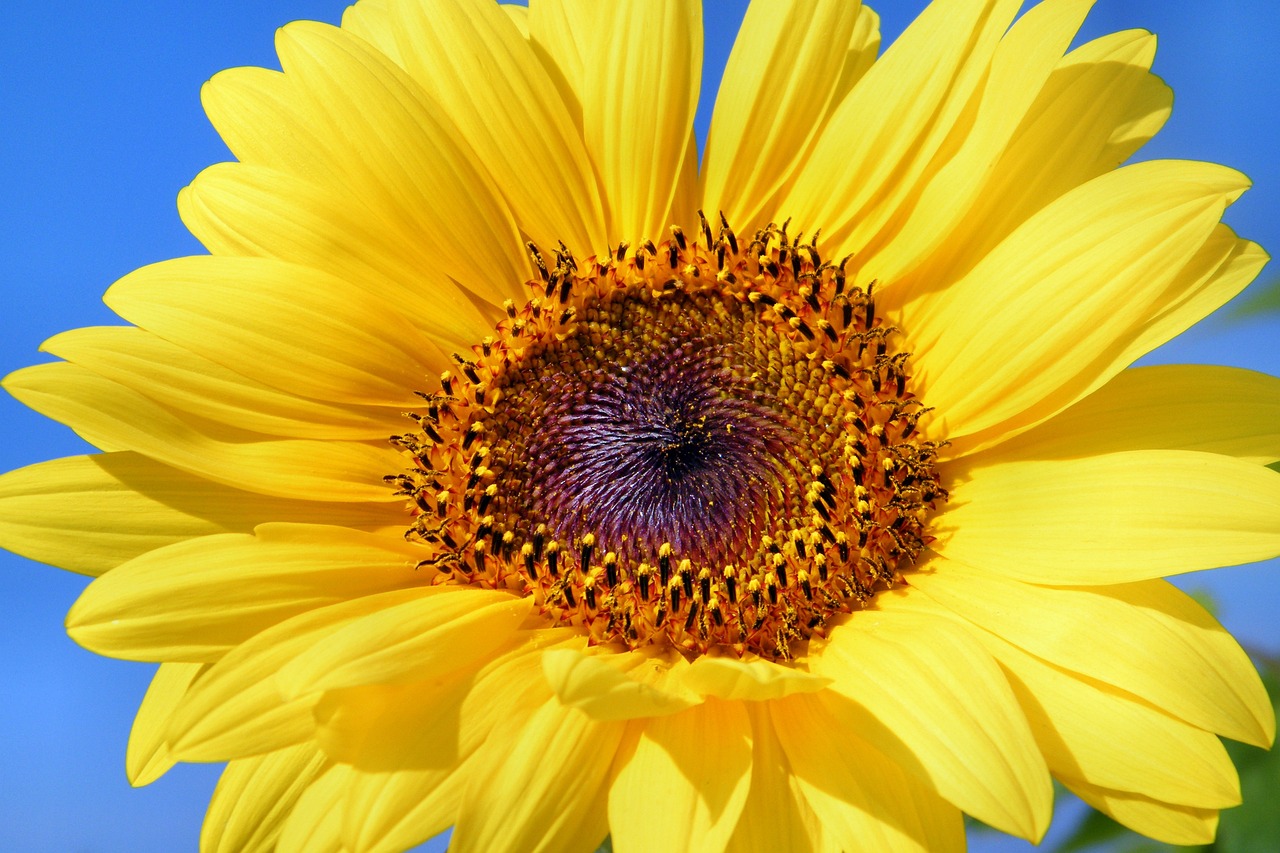 sunflower, sunflowers, flower wallpaper