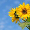 sunflowers, flowers, yellow flowers