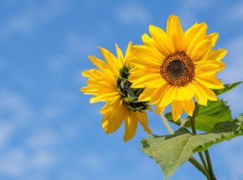 sunflowers, flowers, yellow flowers