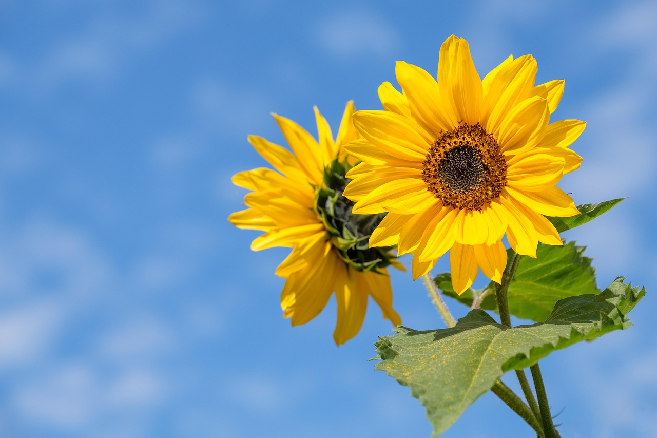 sunflowers, flowers, yellow flowers